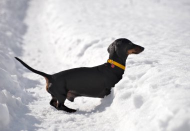 Siyah ve bronz dachshund derin karda yürüyor.