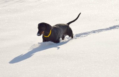 Siyah ve bronz dachshund derin karda yürüyor.