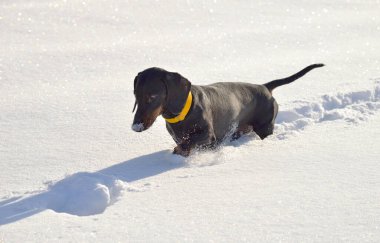 Siyah ve bronz dachshund derin karda yürüyor.
