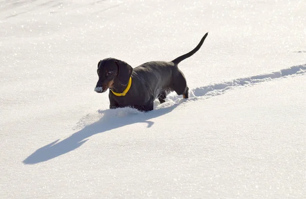 Siyah ve bronz dachshund derin karda yürüyor.