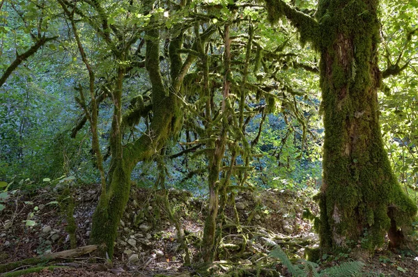 Soçi şehrinin Lazarevsky ilçesinde 33 şelale şelalesinde şelale, Dzhegosh yolu, Shakhe nehir vadisi, Sochi Ulusal Parkı, Rusya