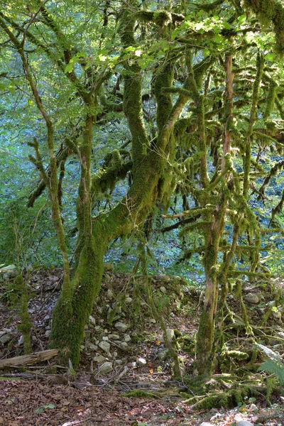 Relict Buxus Colchica Skogen Kaskad Vattenfall Lazarevsky Distriktet Sotji Stad Stockfoto