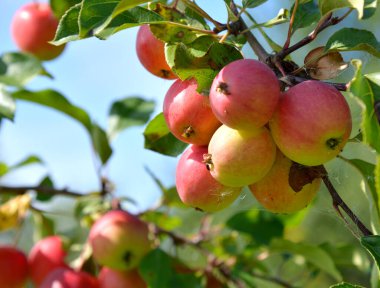 Elma dallarında olgun kırmızı elmalar