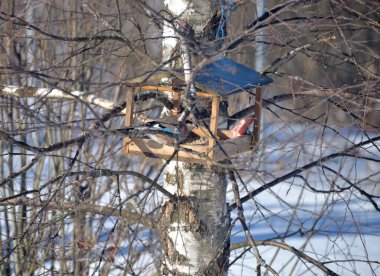 Avrasya alakarga kuşu (Garrulus glandarius bahar başında kuş yemliği üzerine
