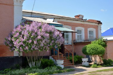 Baharda, Pavlovsk, Voronezh bölgesi, Rusya 'daki eski evin verandasının önünde çiçek açan leylak çalısı.  