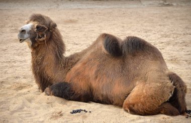 Bactrian devesi hayvanat bahçesinde yatıyor.