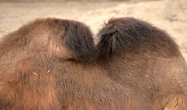 Profil Velblouda Hřivnáče Zoologické Zahradě — Stock fotografie