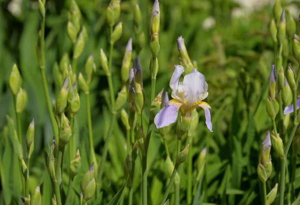 Flor Íris Canteiro Flores Verão — Fotografia de Stock