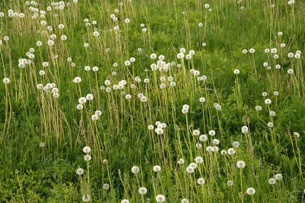 Summer field of dandelions as background