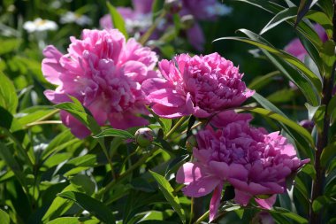 Yazın Japon pembe şakayık ya da paeonisi (Paeonia).