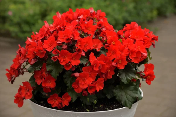 Red geraniums or cranesbills in white flowerpot in garden