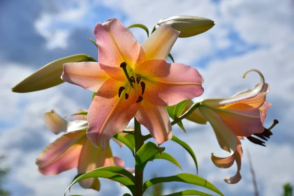 Flores Com Botões Lírio Rosa Jardim Contra Céu — Fotografia de Stock