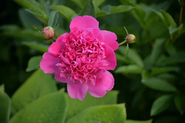 Rosafarbene Pfingstrose Mit Knospen Sommergarten Sonnigen Tagen — Stockfoto