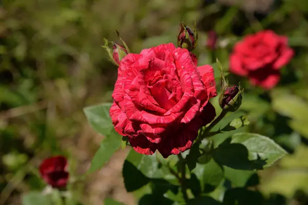 Rote Rose Mit Knospen Sommergarten Sonnigem Tag — Stockfoto