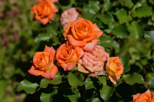 Orangefarbene Rosen Sommergarten Sonnigen Tagen — Stockfoto