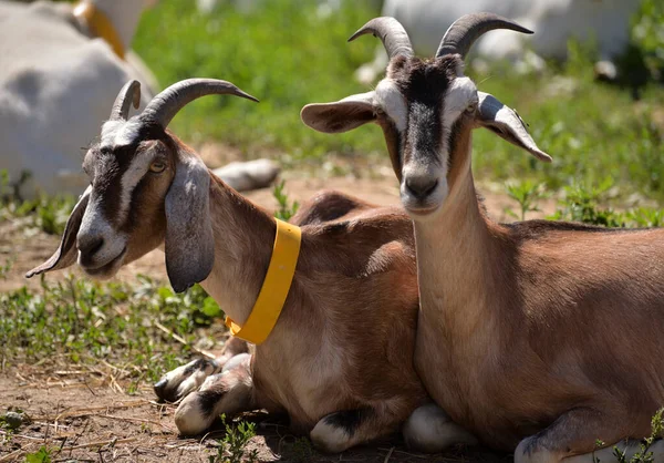 Two Anglo Nubian Goats British Breed Domestic Goat Farm — Photo