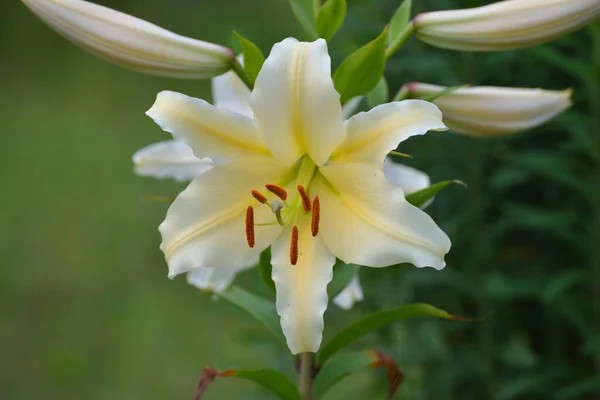 Flowers Buds Yellow Lily Garden — Fotografia de Stock