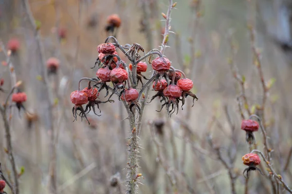 Rosehip Berries Bush Garden Early Spring — Stock Photo, Image