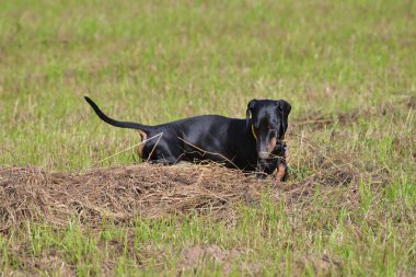Sonbaharın başında tarlada siyah ve esmer dachshund