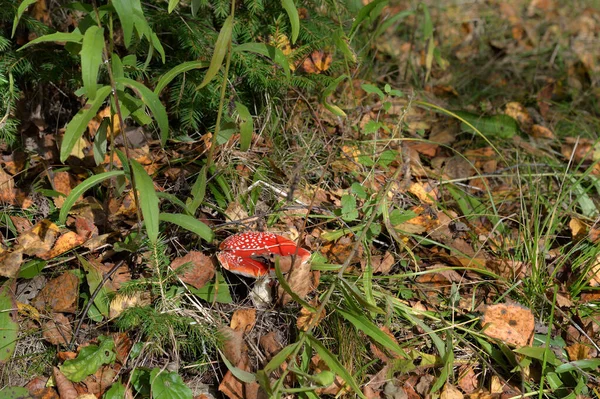 秋の森の中の黄色の葉の上のアマニタ ムスカリア — ストック写真