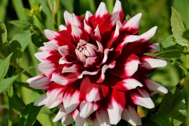 Verdi 'nin anemone bicolor dahlia (Georgina) çalısı, veremli, bitkisel bitki cinsidir. 