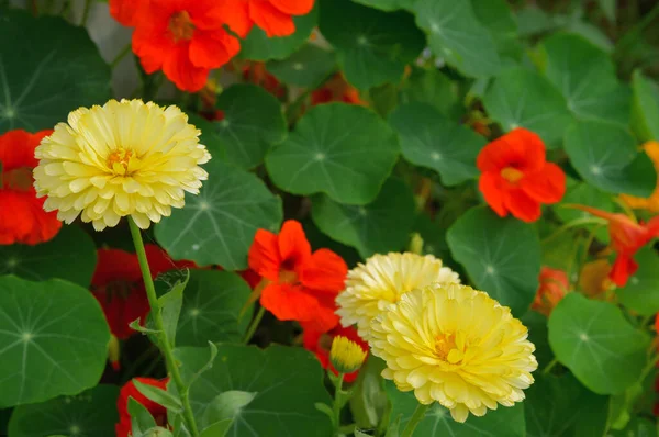 Flores Amarelo Calêndula Tropaeolum Laranja Canteiro Flores Jardim — Fotografia de Stock