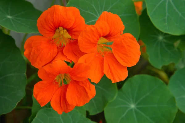 Oranžové Tropaeolum Běžně Známé Jako Nasturcium Zahradě — Stock fotografie