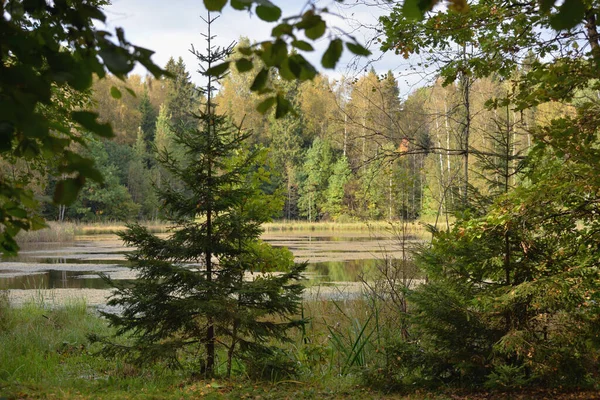 Trees Coast Forest Lake Sunny Autumn Day Moscow Region Russia — Stock Photo, Image