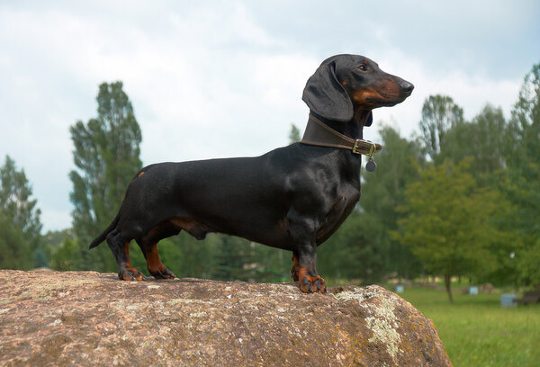 Dachshund on large boulder stone