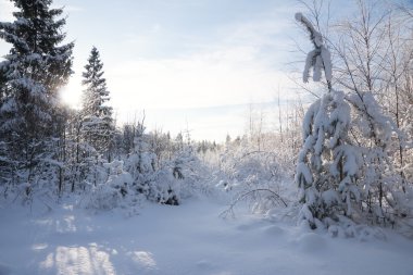 Kış orman manzarası