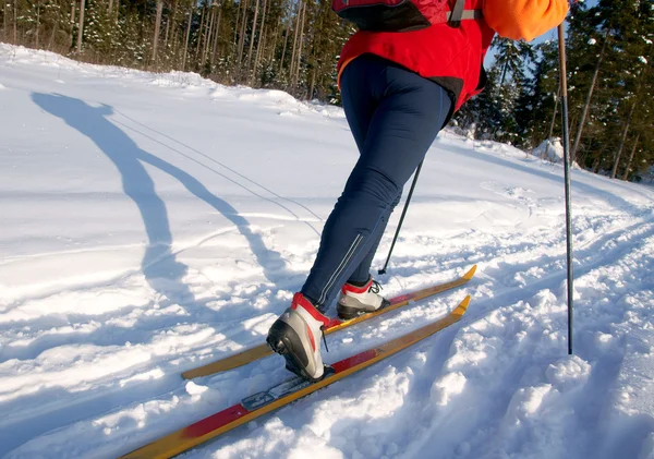 화창한 날에는 숲에서 국가 스키 크로스 여자 — 스톡 사진