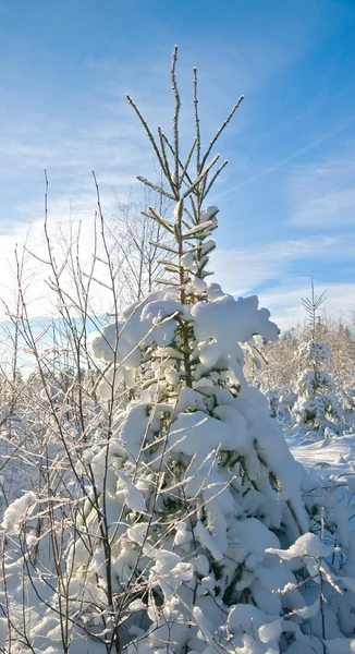 Winterboslandschap — Stockfoto