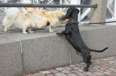 Toplantı dachshund ve sokakta iki Shih Tzu