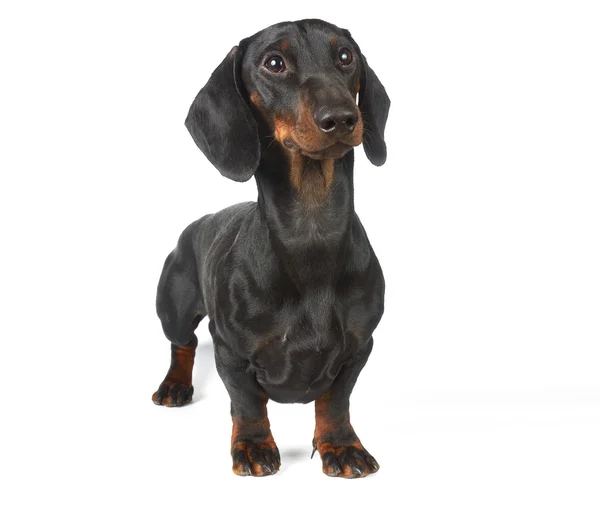 Jovem preto e bronzeado dachshund — Fotografia de Stock