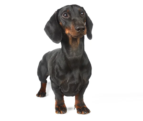 Genç siyah ve tabaklamak dachshund