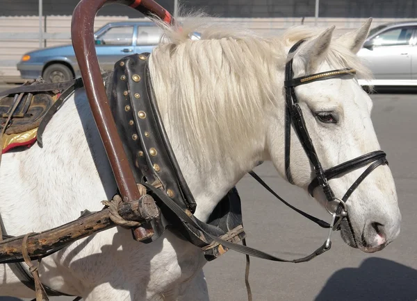 Cavallo con imbracatura — Foto Stock