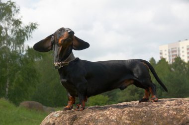 Dachshund kulakları rüzgardan uçan ile büyük kaya taş