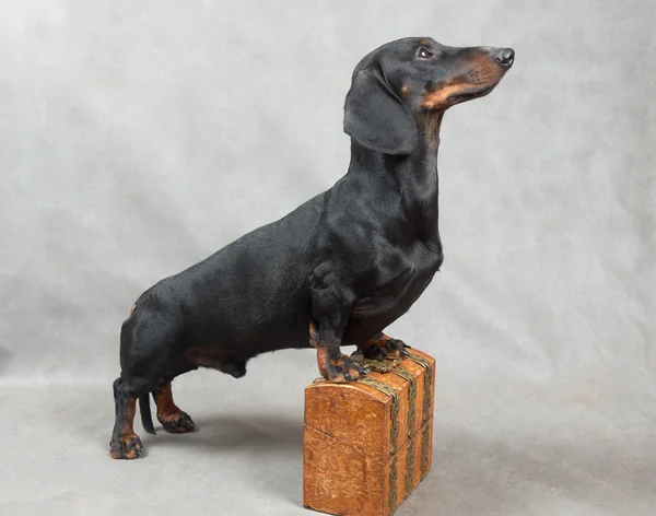 Dachshund liso negro y bronceado con ataúd vintage de madera cubierto de metal —  Fotos de Stock