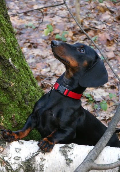 Dachshund в осеннем лесу — стоковое фото