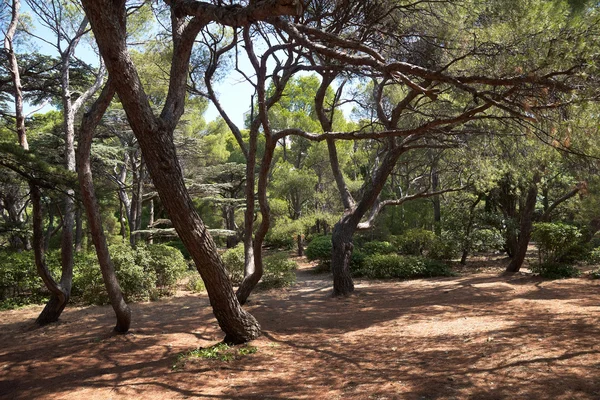 Italienische Kiefer (pinus pinea l.), foros park, crimea — Stockfoto