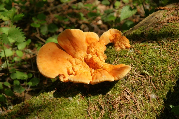 Серо-желтый скобочный гриб Laetiporus sulphureus — стоковое фото