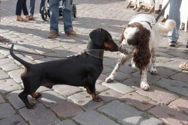 Toplantı dachshund ve İspanyol Caddesi üzerinde