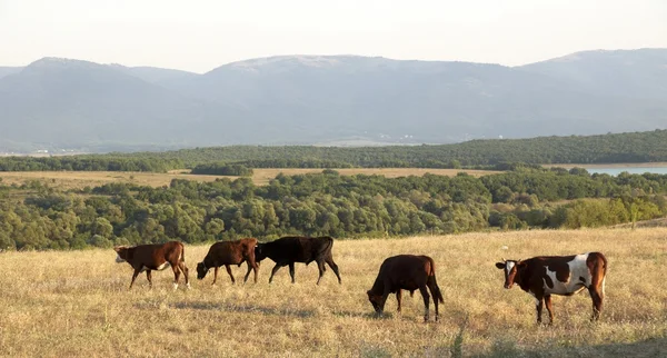 Manada de vacas no fundo das montanhas na Crimeia — Fotografia de Stock