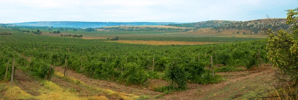 Szőlőskert panoráma felhős nyári reggelen Krím-félszigeten — Stock Fotó