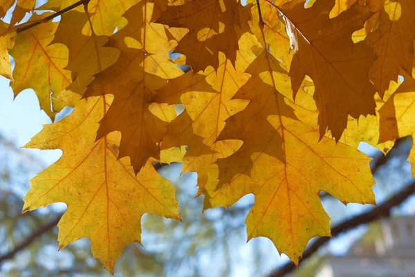 Folhas coloridas de carvalho no outono — Fotografia de Stock