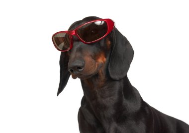 Genç siyah ve tabaklamak dachshund kırmızı kenarlı güneş gözlüğü pürüzsüz