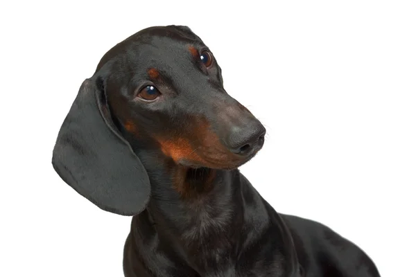 Young smooth black and tan dachshund — Stock Photo, Image