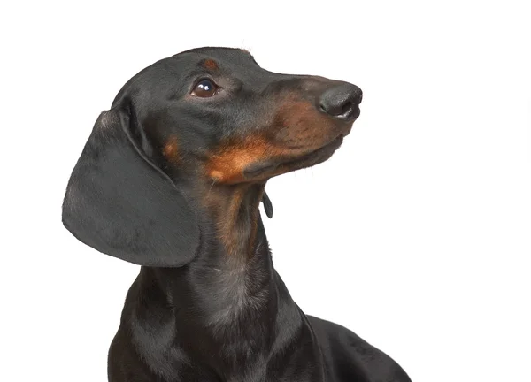 Genç düz siyah ve tabaklamak dachshund