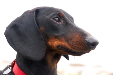 Genç düz siyah ve tabaklamak dachshund