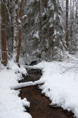 Nehir kış ormanında